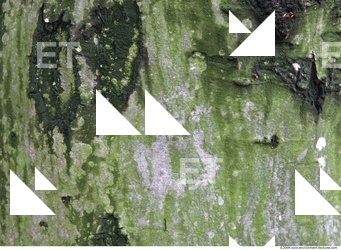 Tree Bark