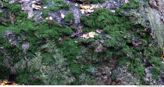 Mossy Rock