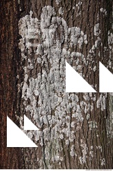 Trees Bark 0006