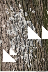 Trees Bark 0007
