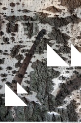 Trees Bark 0005