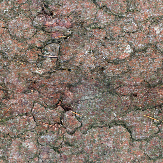 Seamless Tree Bark