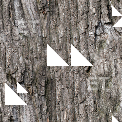 Seamless Tree Bark