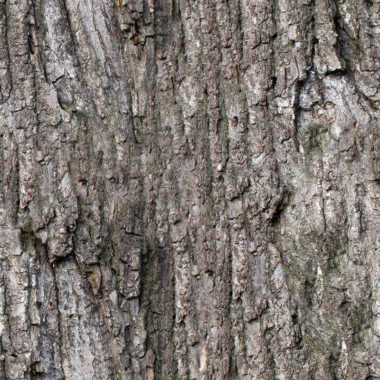 Seamless Tree Bark