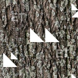Seamless Tree Bark