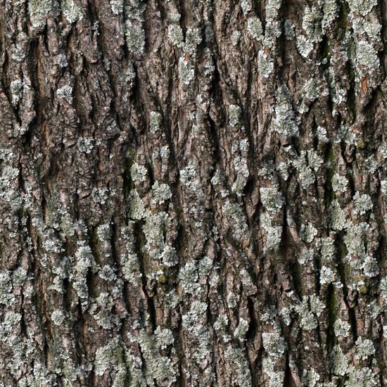 Seamless Tree Bark