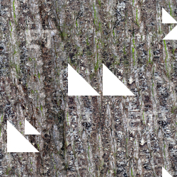 Seamless Tree Bark