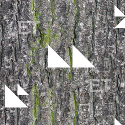 Seamless Tree Bark