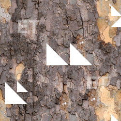 Seamless Tree Bark