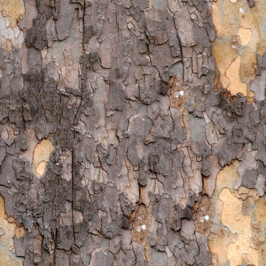 Seamless Tree Bark