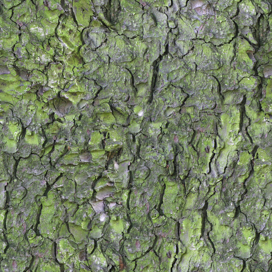 Seamless Tree Bark