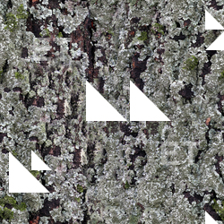 Seamless Tree Bark