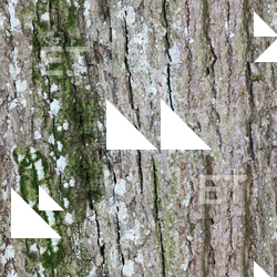 Seamless Tree Bark