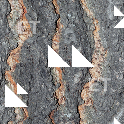 Seamless Tree Bark