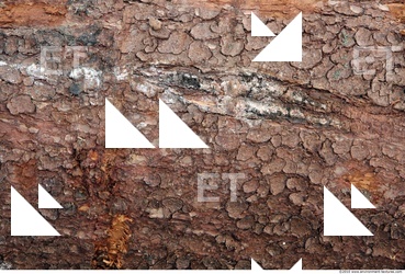 Trees Bark 0002