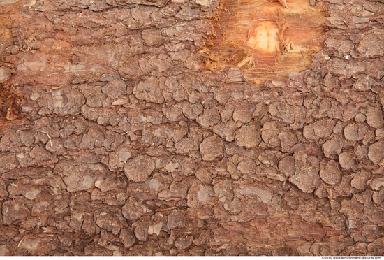 Tree Bark