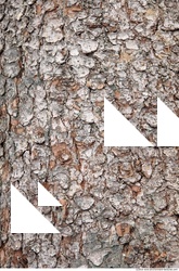Tree Bark