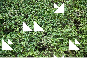 Hedges