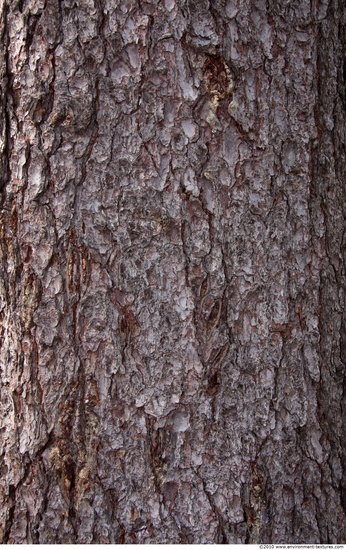 Tree Bark