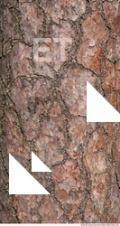 Trees Bark 0058