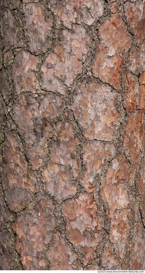 Tree Bark