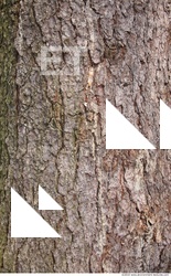 Tree Bark