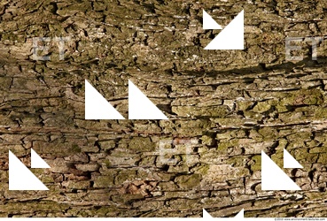Trees Bark 0008