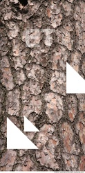 Trees Bark 0056