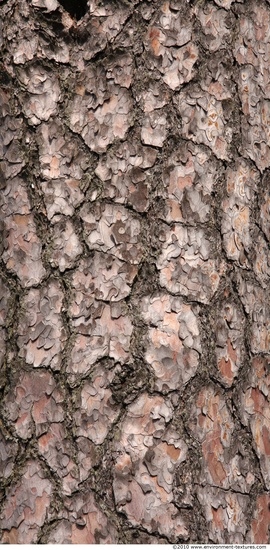 Tree Bark