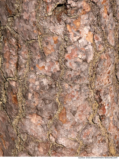 Tree Bark