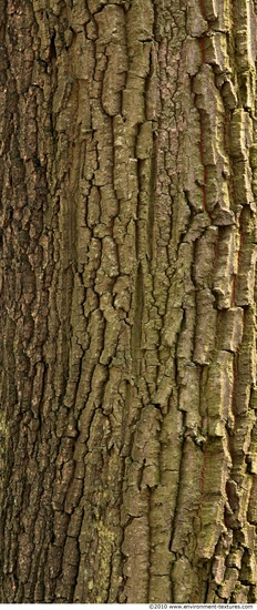 Tree Bark