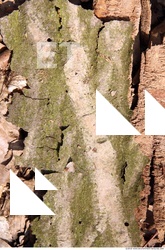Trees Bark 0019