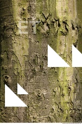 Trees Bark 0027