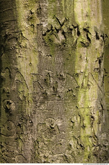 Tree Bark