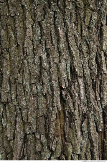 Tree Bark