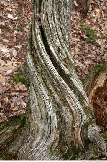 Tree Bark