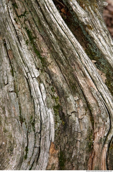 Tree Bark