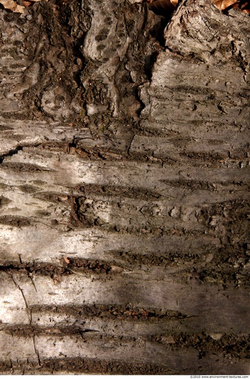 Tree Bark