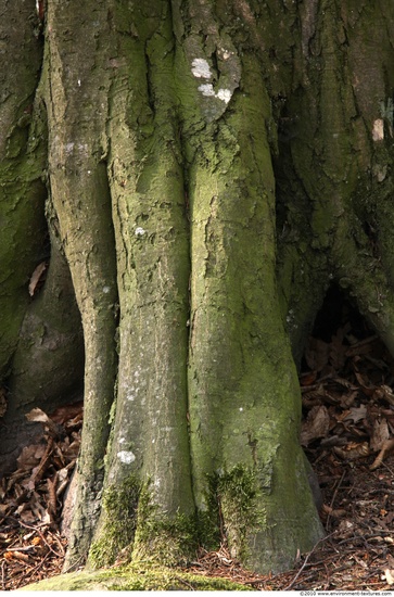 Tree Bark