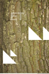 Trees Bark 0012