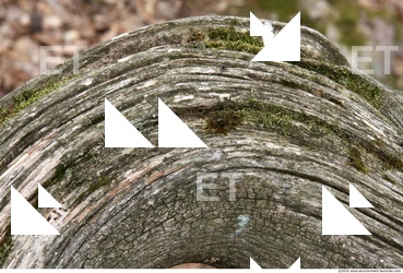 Trees Bark 0038