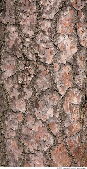 Tree Bark