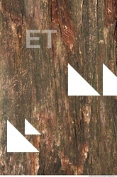 Tree Bark