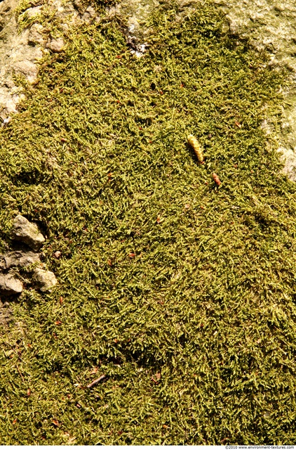 Moss