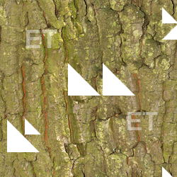 Seamless Tree Bark