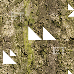 Seamless Tree Bark