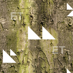 Seamless Tree Bark