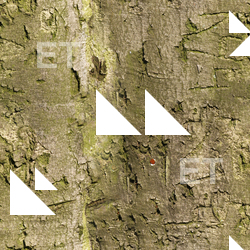 Seamless Tree Bark