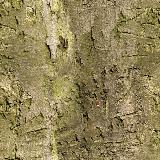 Seamless Tree Bark