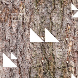 Seamless Tree Bark